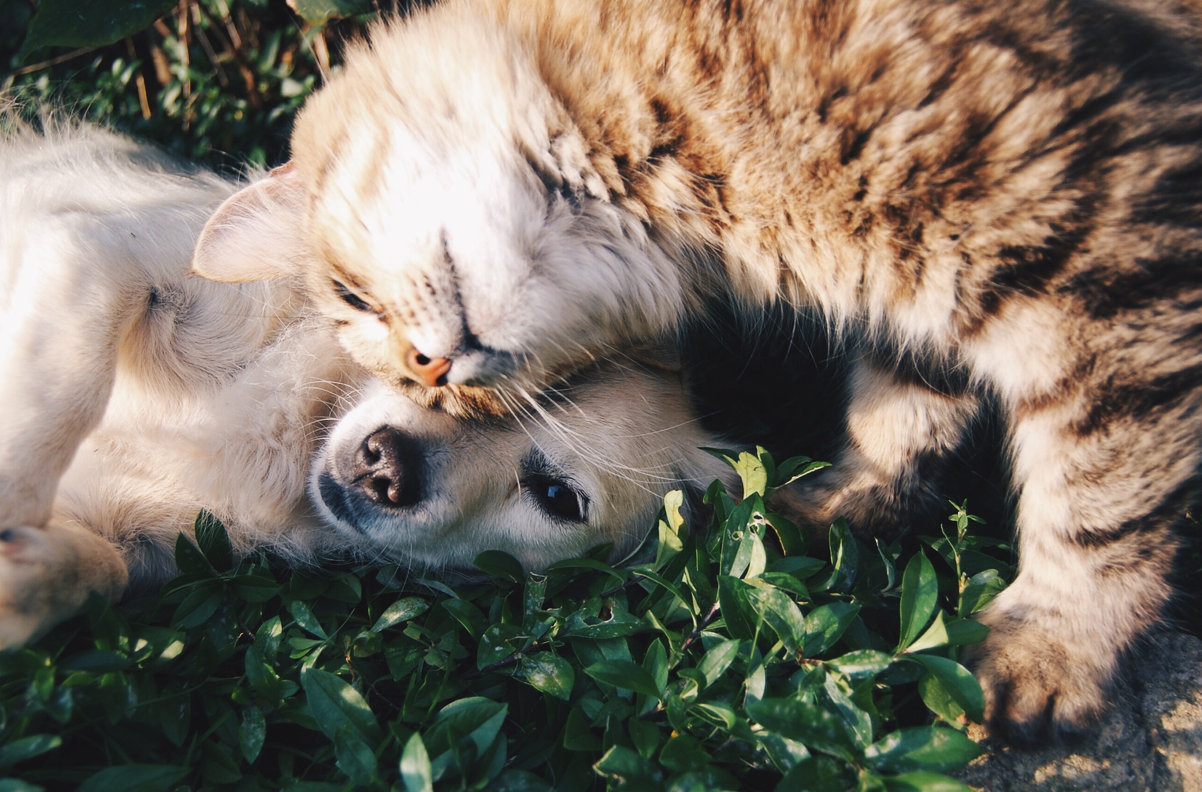 Pet 2 Person